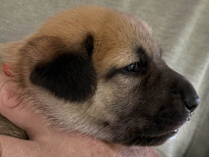 chinook puppy